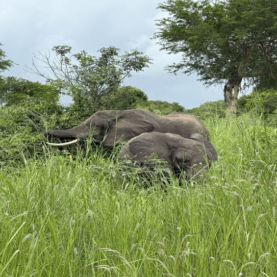 Two elephants resting in tall grass with trees in the background. 4