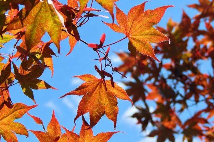 Red maple leaves against a blue sky. 5