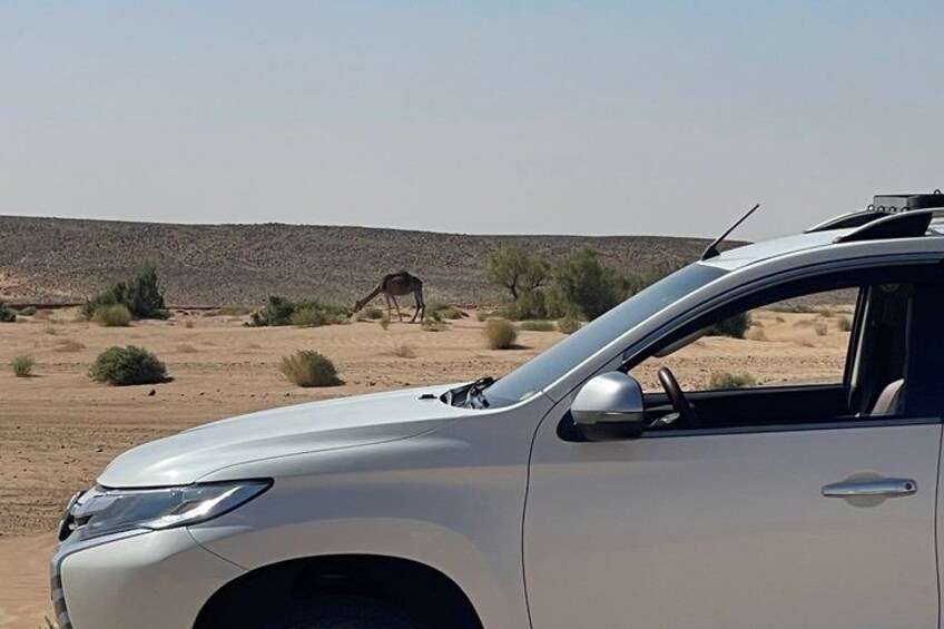 A white car parked in a desert with sparse vegetation and a camel in the background. 3