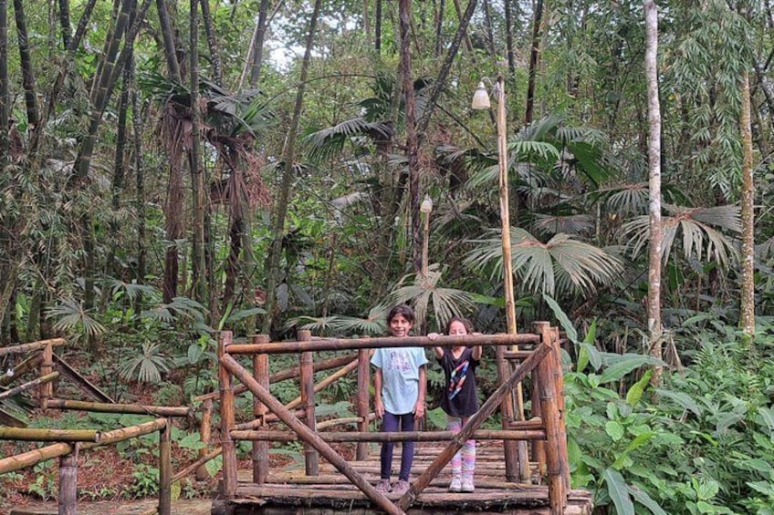 A wooden bridge in a dense forest with tall trees and lush greenery. 2