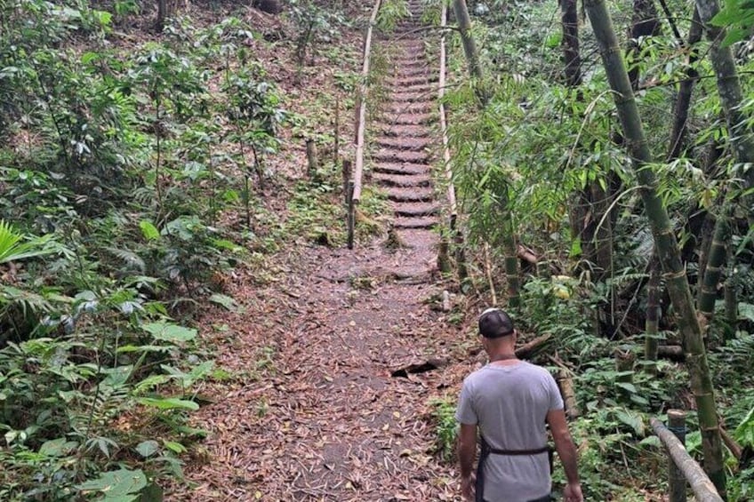 A man walking on a dirt path surrounded by dense tropical vegetation. 5