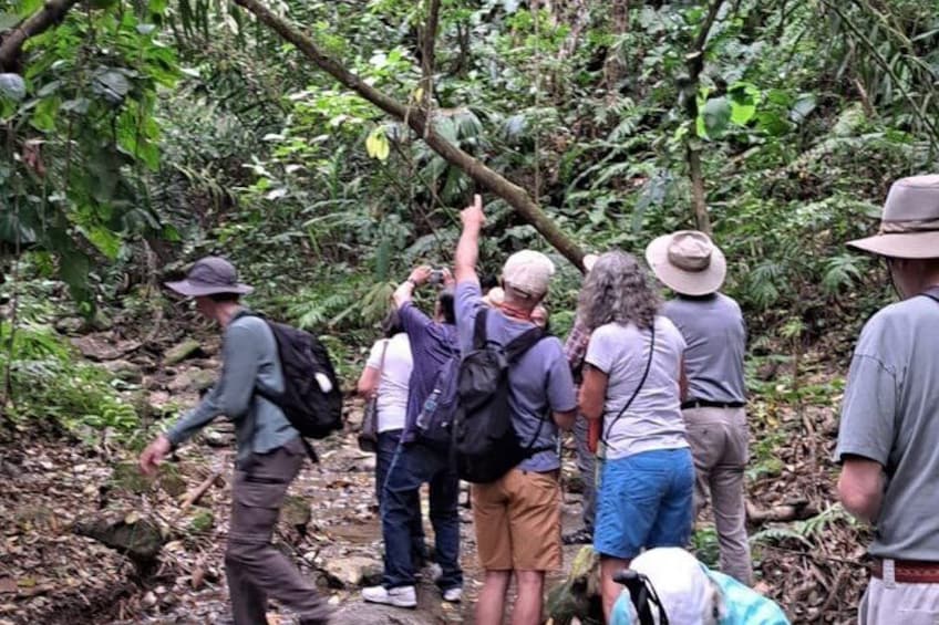 A group of hikers in a dense forest. 1