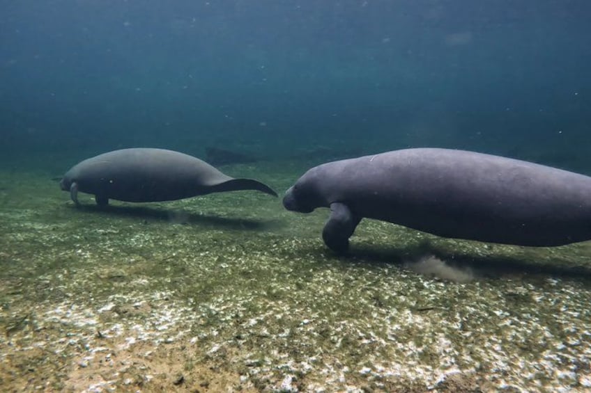 Two large aquatic mammals swimming underwater. 3
