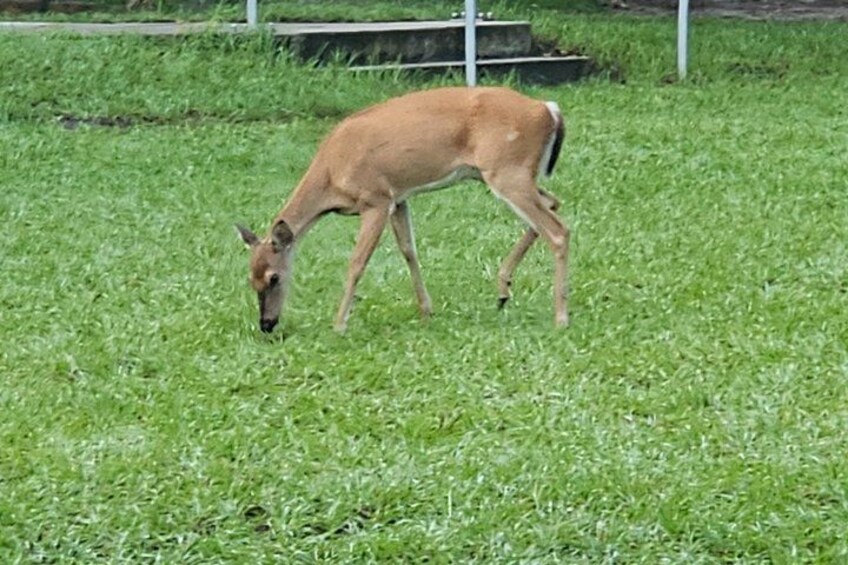 A deer grazing in a grassy field. 5