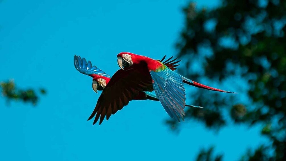 Zwei Papageien fliegen gegen einen wolkenlosen, blauen Himmel. 4