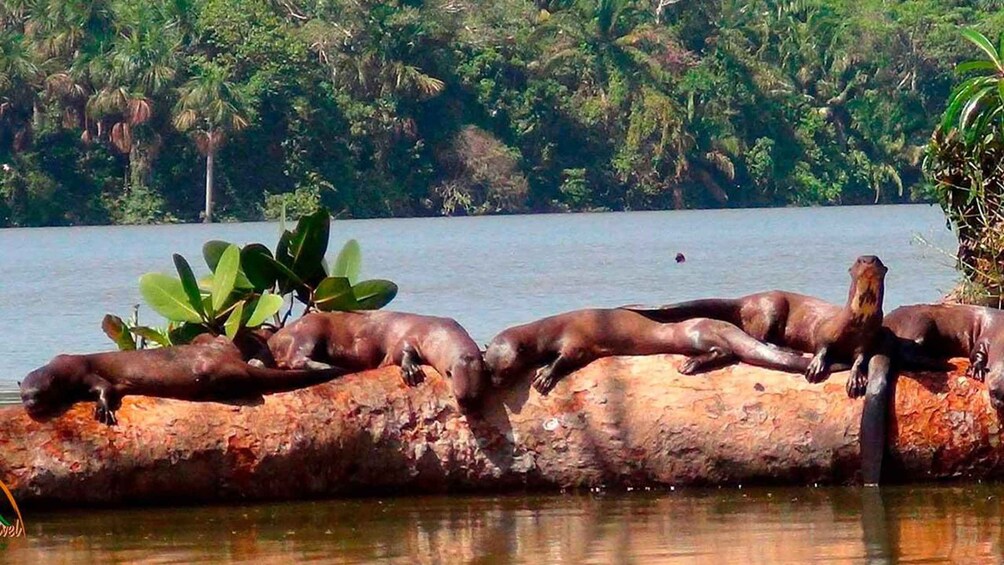 Eine Gruppe Otter ruht auf einem Baumstamm an einem stillen See, umgeben von dichtem Grün. 5