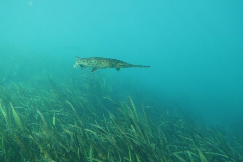 A fish swimming underwater. 5