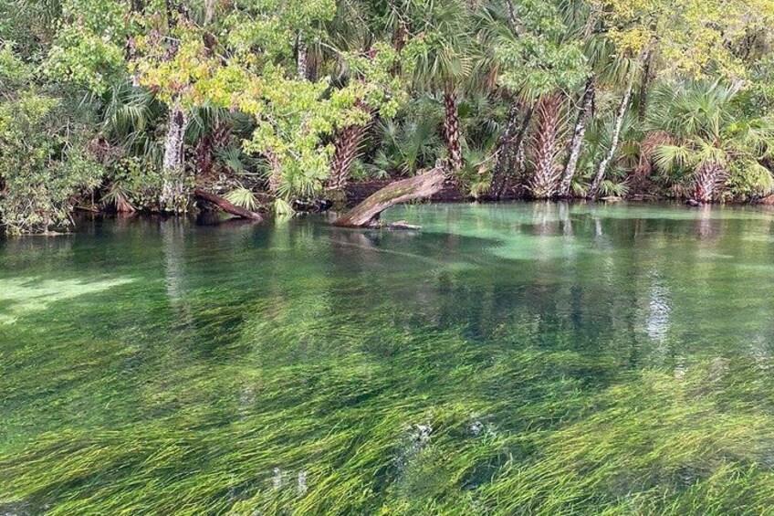 A river with clear water, surrounded by dense vegetation and trees. 4