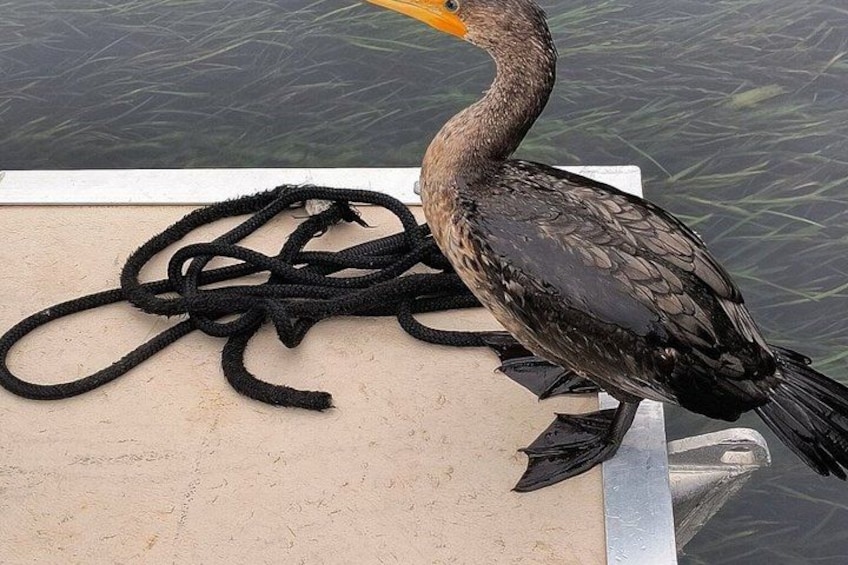 A bird on a boat with a tangled rope. 2