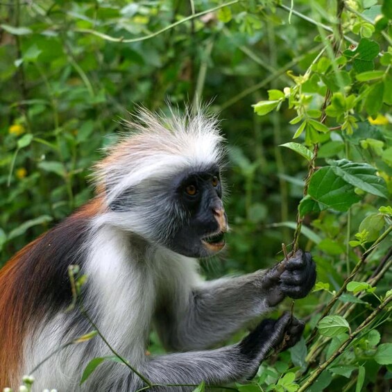 A monkey with white and brown fur holding a branch amidst green foliage. 3