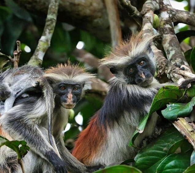 A monkey with grey and white fur, sitting on a tree branch surrounded by green leaves. 4