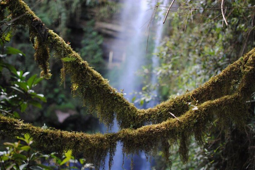 A moss-covered tree branch in a forest with a waterfall in the background. 3
