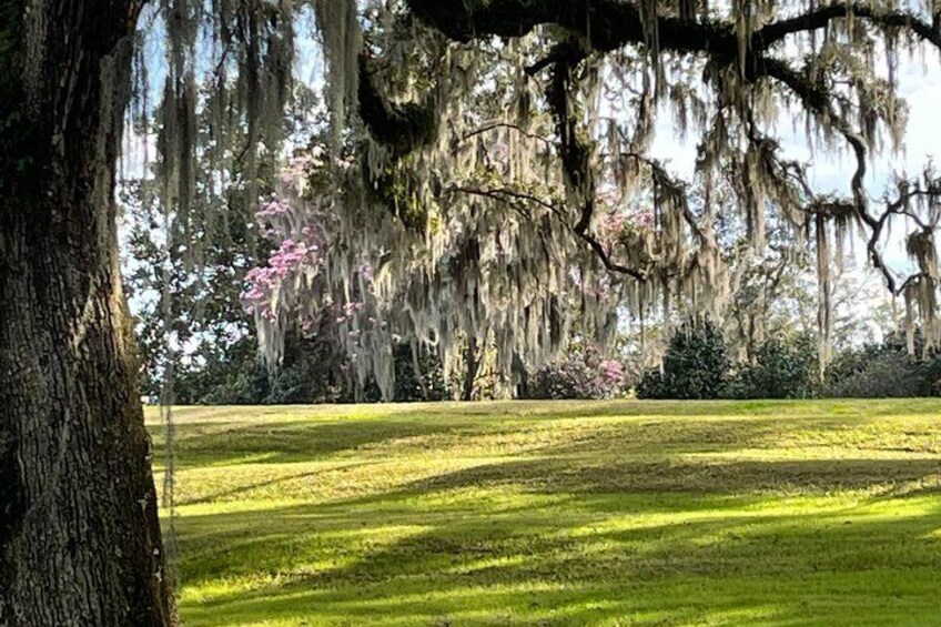 A park with a large tree covered in Spanish moss, a well-maintained lawn, and a clear sky. 2