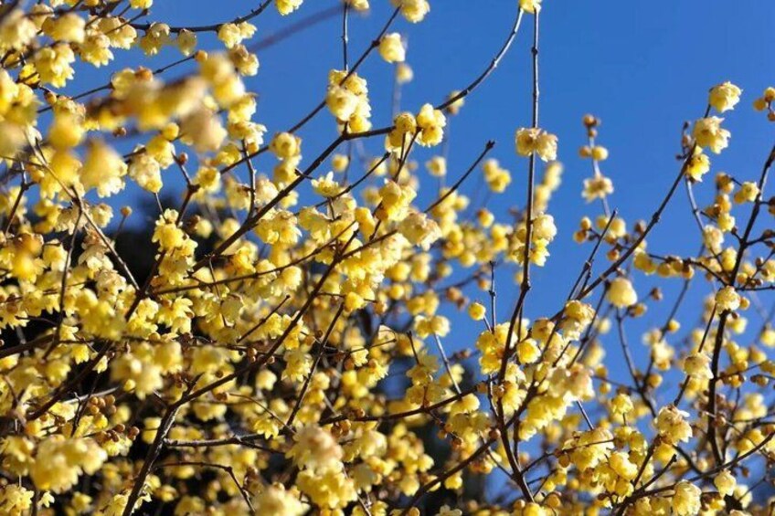 A tree with yellow flowers against a clear blue sky. 3