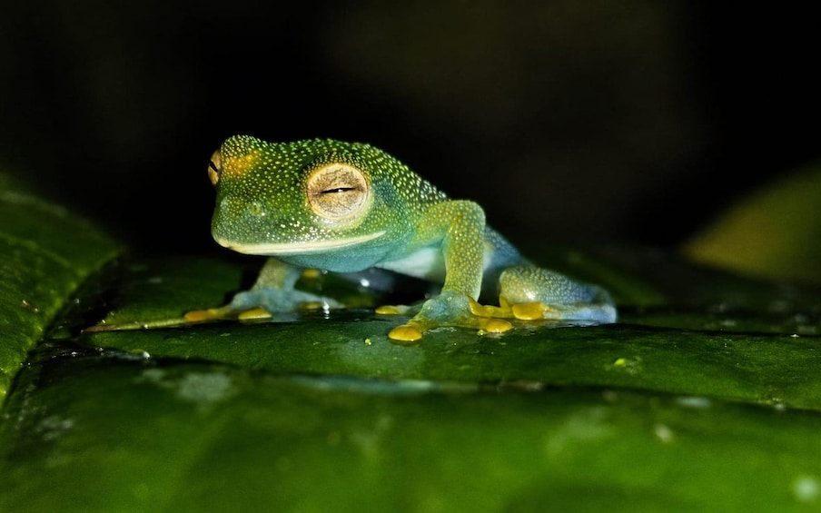 Un rospo verde con segni gialli su una foglia. 1