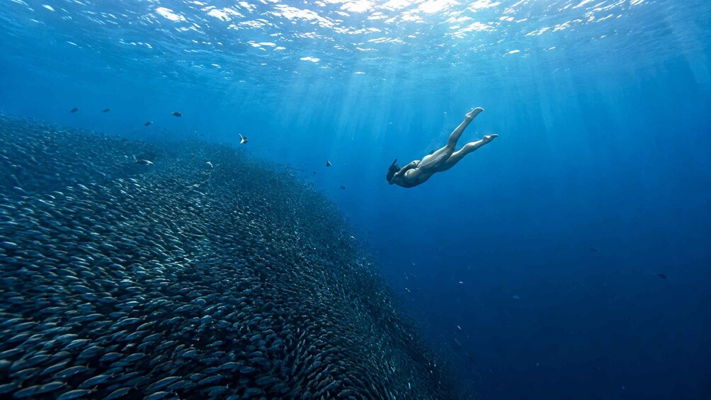 Un plongeur nageant au milieu d’un banc de poissons dans une eau d’un bleu cristallin. 5