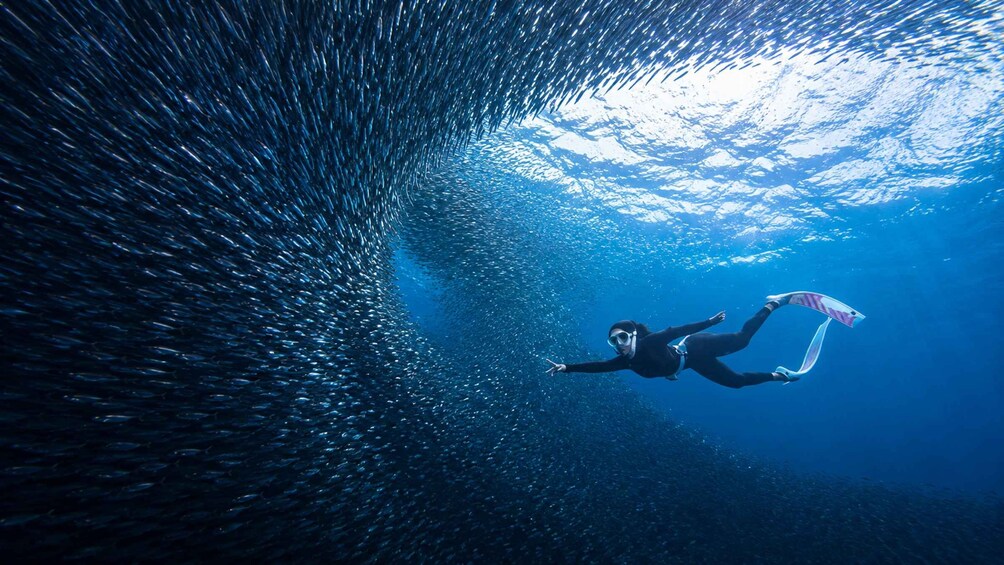 Un plongeur nageant au milieu d’un grand banc de poissons dans une eau bleue et limpide. 3