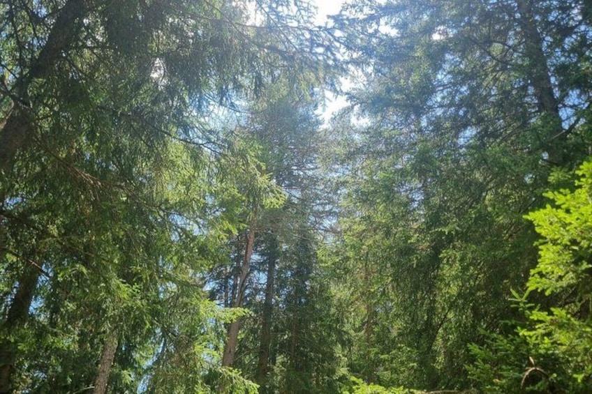 A dense forest with tall trees and sunlight filtering through the canopy. 2