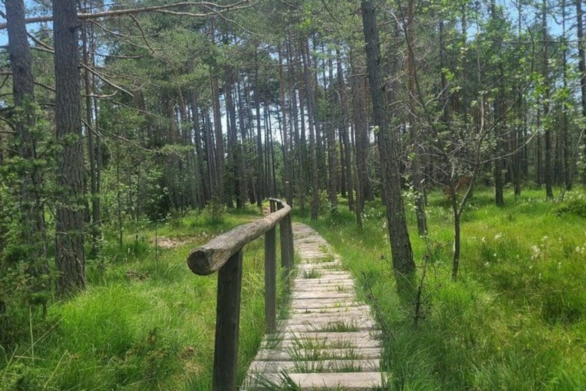 A wooden boardwalk through a forest with tall trees and green grass. 5