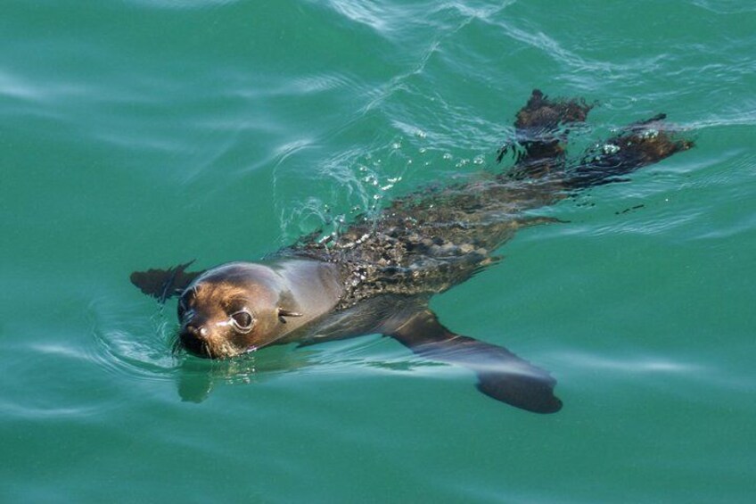 A seal swimming in clear water. 3