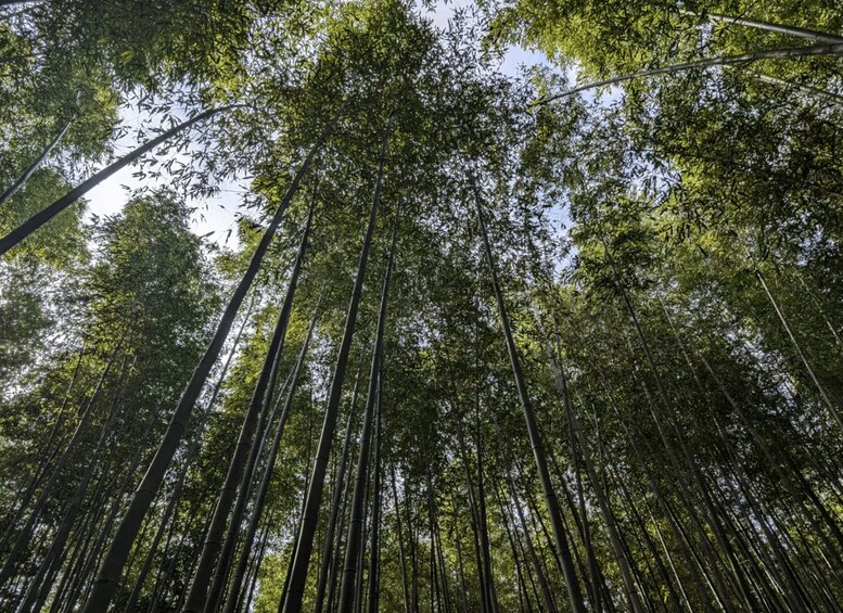 A dense bamboo forest with tall, slender trees and a clear sky above. 1