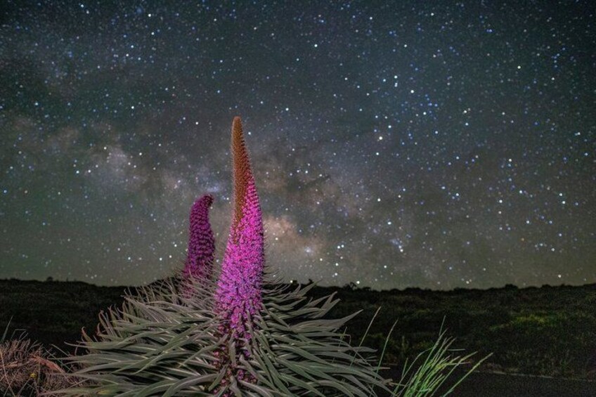 A night sky with stars and the Milky Way, and two tall, pink flowering plants in the foreground. 4