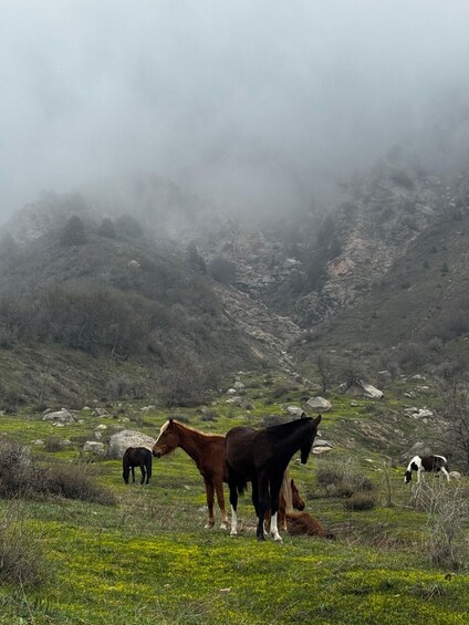 Un paysage montagneux brumeux où l’on aperçoit des chevaux qui paissent. 2