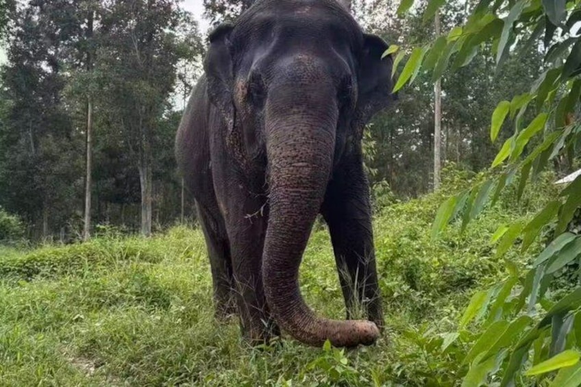 An elephant in a grassy area with trees in the background. 5