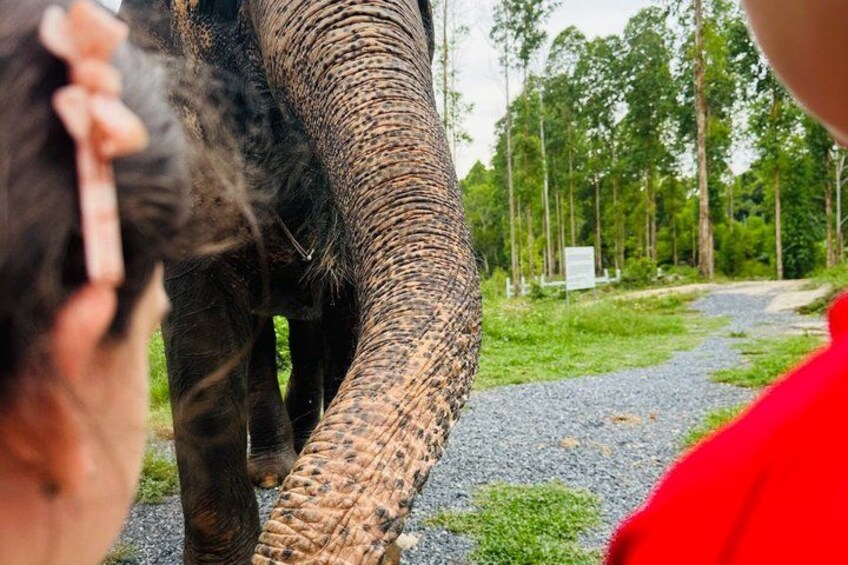 An elephant's trunk and part of a person's head. 5