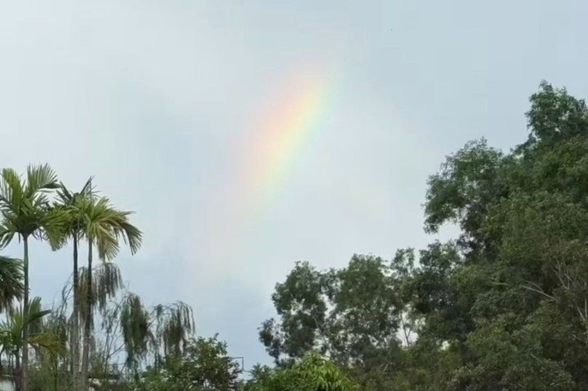 A rainbow in a cloudy sky with palm trees and dense foliage in the foreground. 2