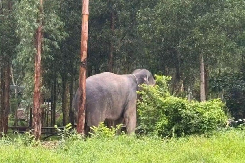 An elephant in a forested area with tall trees and dense foliage. 3