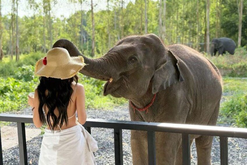 A person feeding an elephant at a zoo enclosure. 3