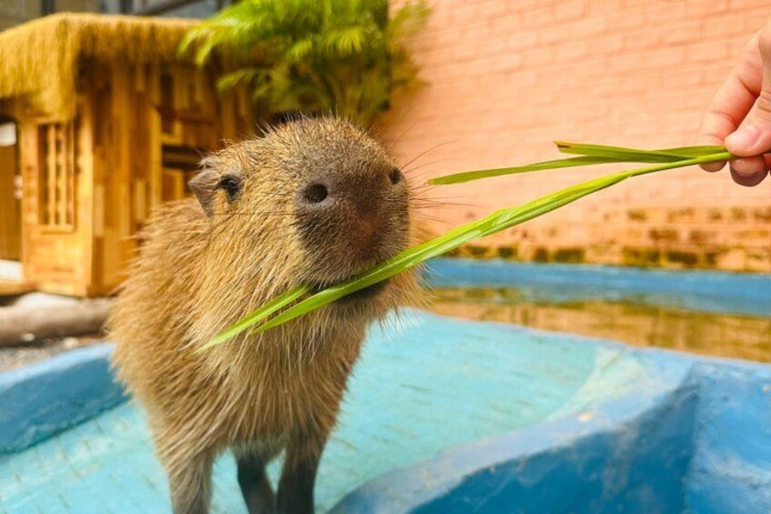 A capybara being fed grass by a person. 4