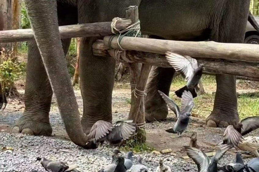 An elephant with a rope tied around its leg, surrounded by pigeons on the ground. 4
