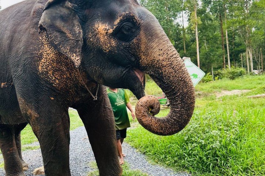 An elephant with a curved trunk, standing on a path with greenery and trees in the background. 2