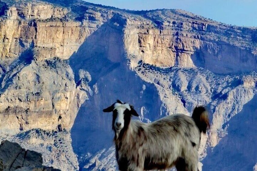 A goat standing in front of a canyon with layered rock formations. 3