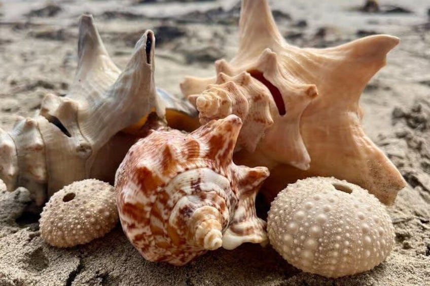 A collection of seashells on a sandy beach. 2