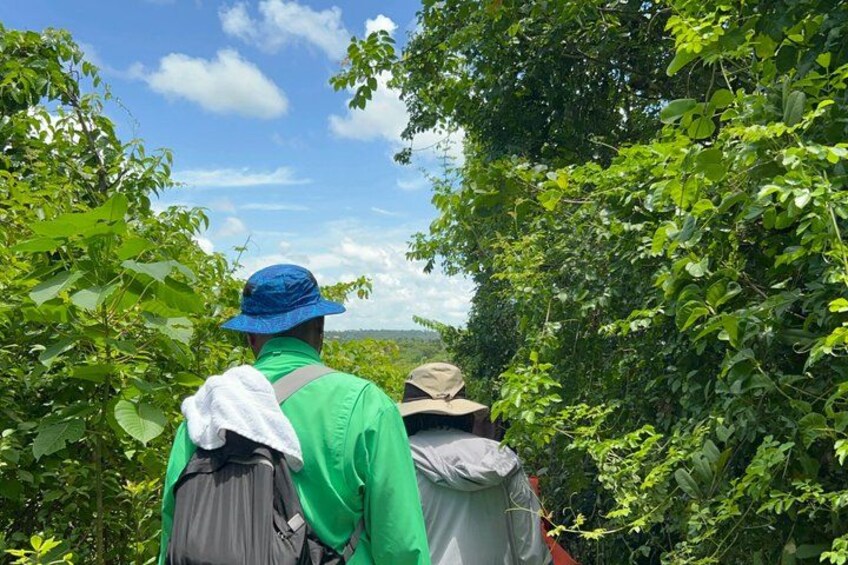 Two people walking through a dense, green forest. 4