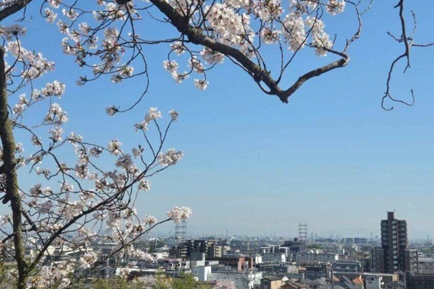 A cityscape with a cherry blossom tree in the foreground and a tall building in the background. 3