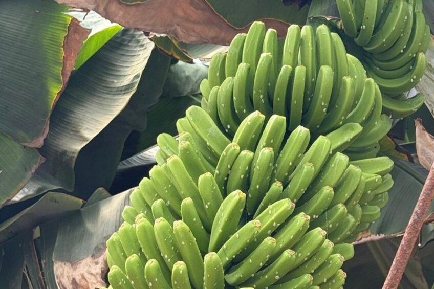 North Tenerife: Garachico & Banana Plantation with Guide 5