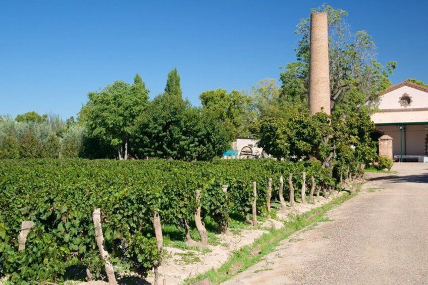 A vineyard with rows of grapevines, a tall chimney, and a building with a red roof. 2