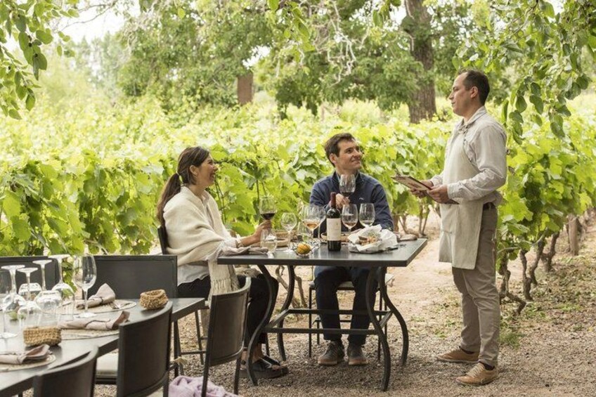 A vineyard with a table set for a meal, surrounded by grapevines. 5