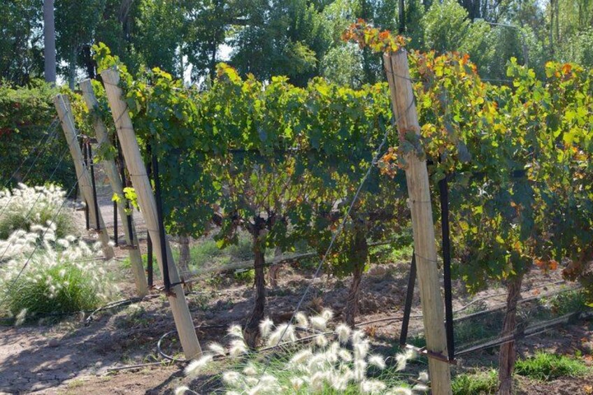 A vineyard with rows of grapevines supported by wooden stakes. 4