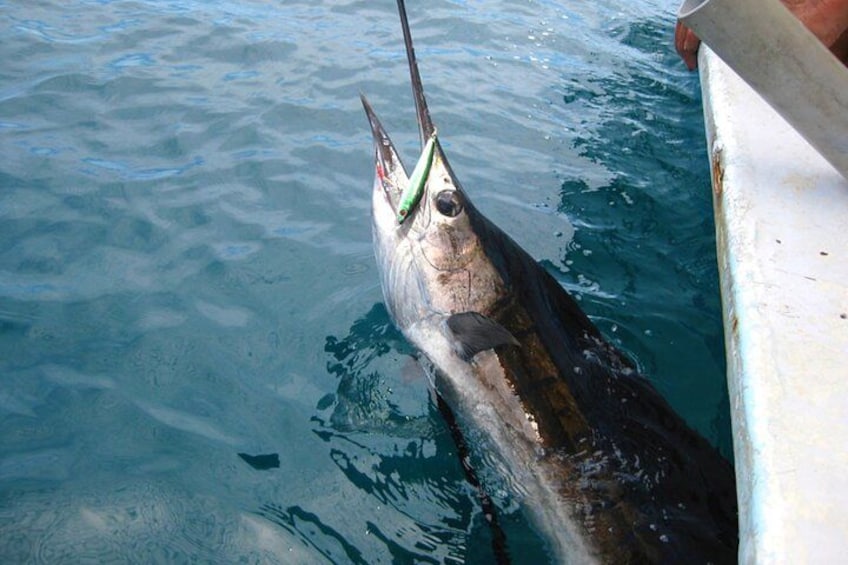 A large fish with a green lure on its head, partially submerged in clear blue water. 2