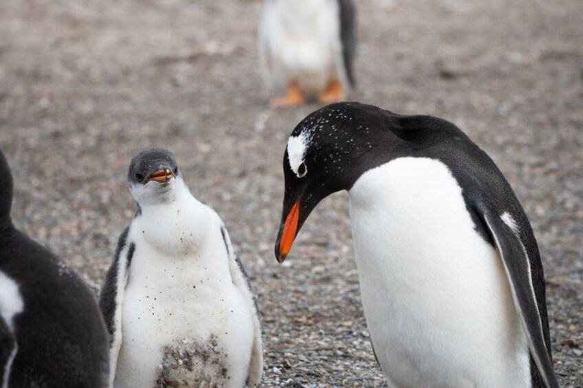 A group of penguins on a rocky surface. 3