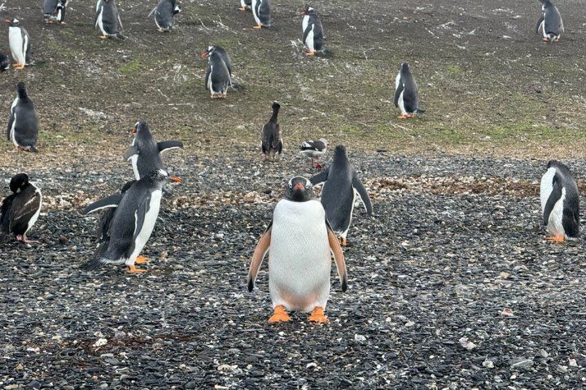 A group of penguins on a rocky beach. 4