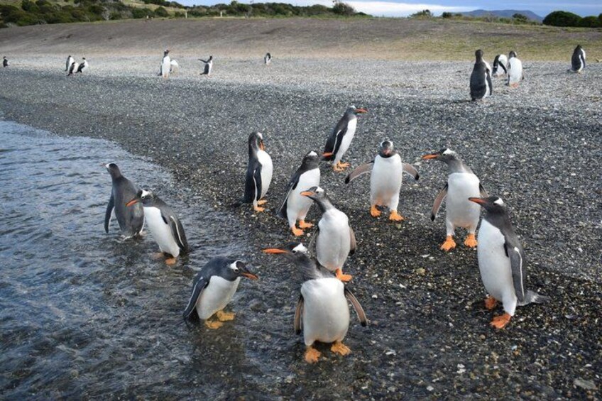 A group of penguins on a pebbly beach with water. 1