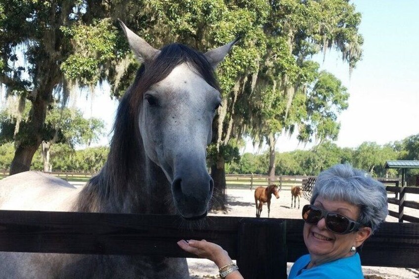 A person standing next to a horse behind a fence, with trees and other horses in the background. 2