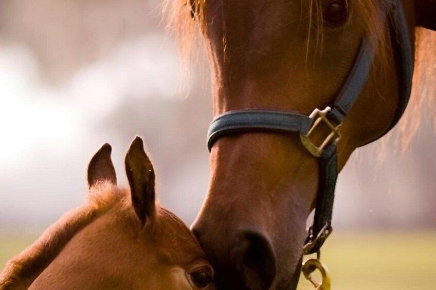 A close-up of a horse's head wearing a halter. 1