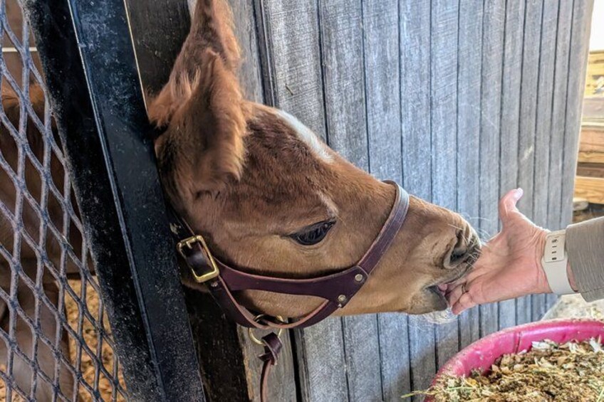 A horse with a brown coat and a halter, leaning against a wooden fence. 5